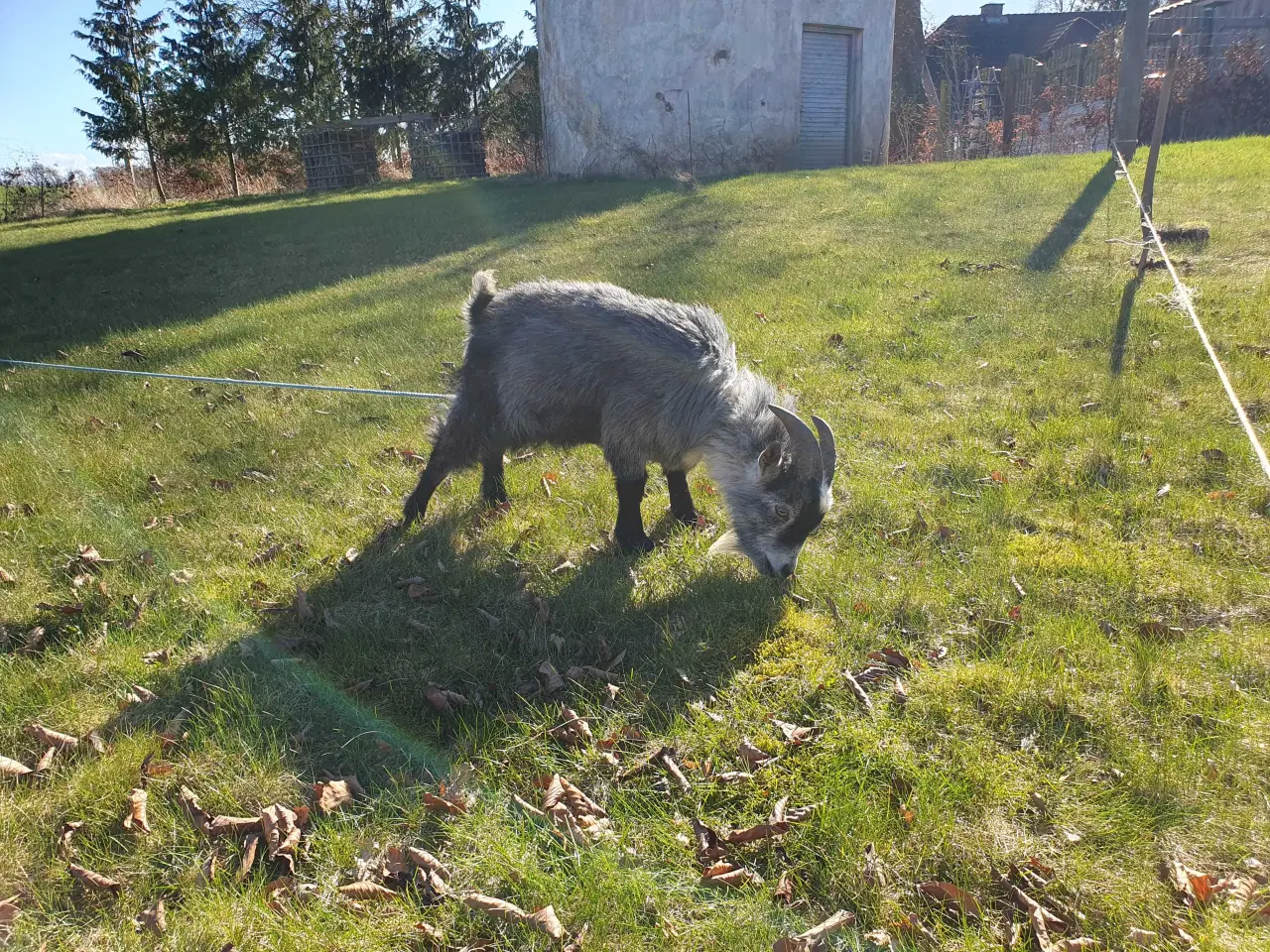 Billede 1 - Gedebuk sælges eller byttes.