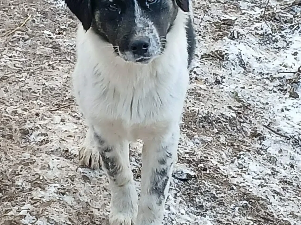 Billede 10 - Lumos søger familie 🩷