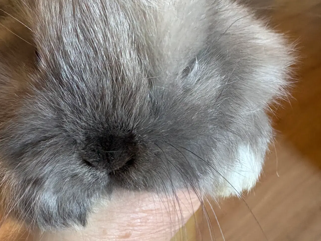 Billede 2 - Minilops piger