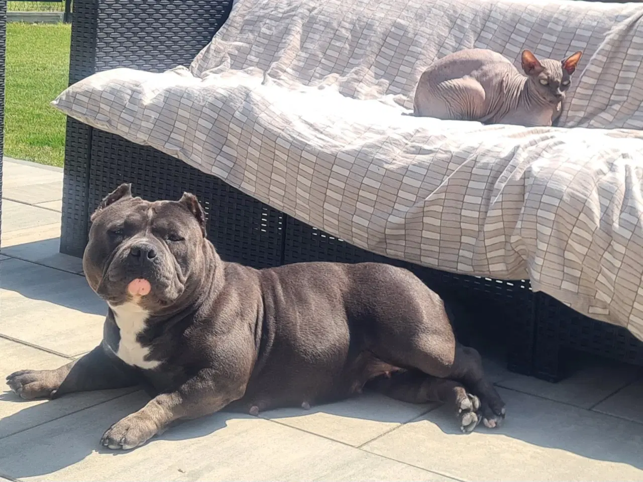 Billede 9 - Hvalpe American Bully Pocket 