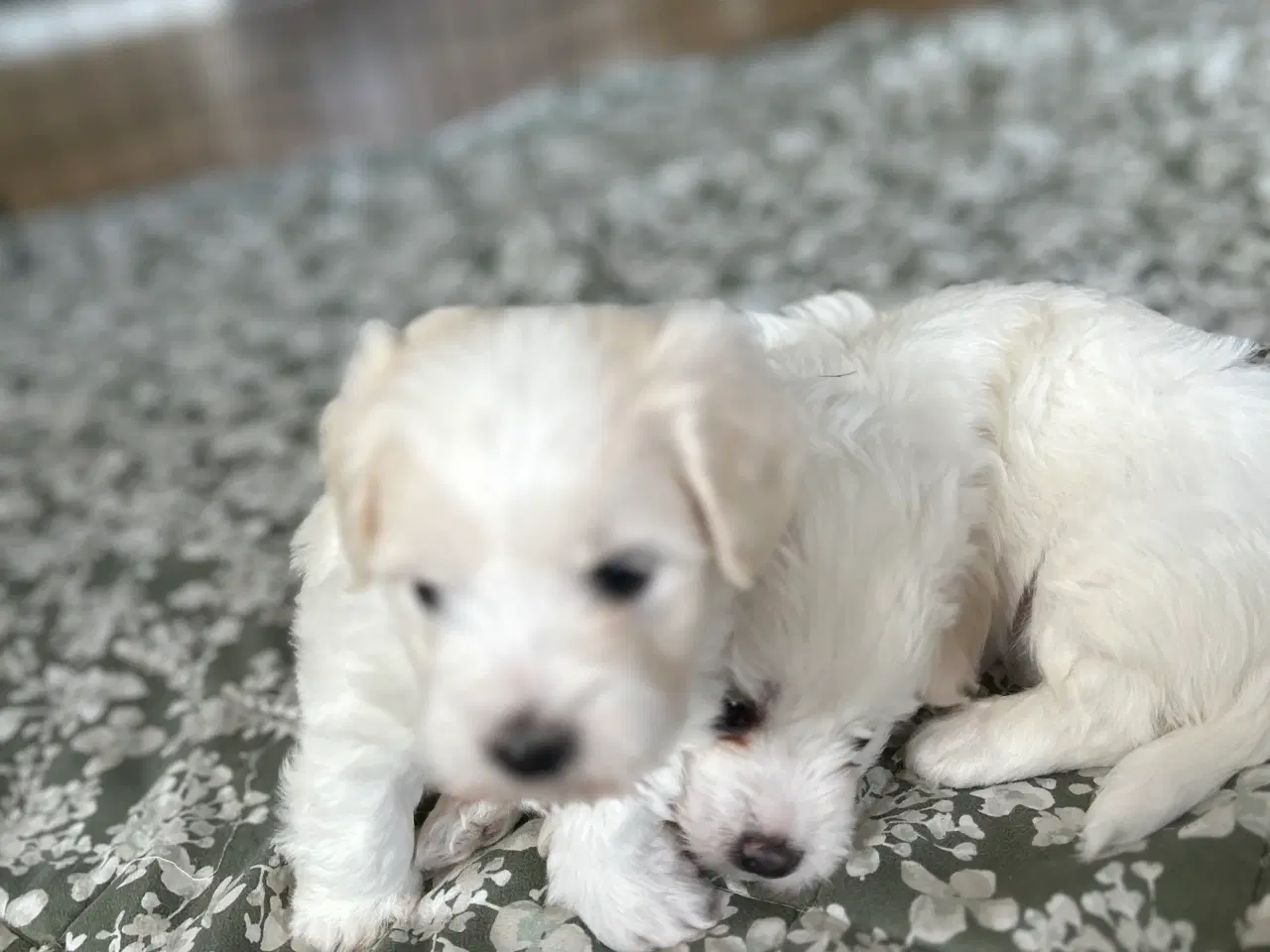 Billede 3 -  Coton De Tulear