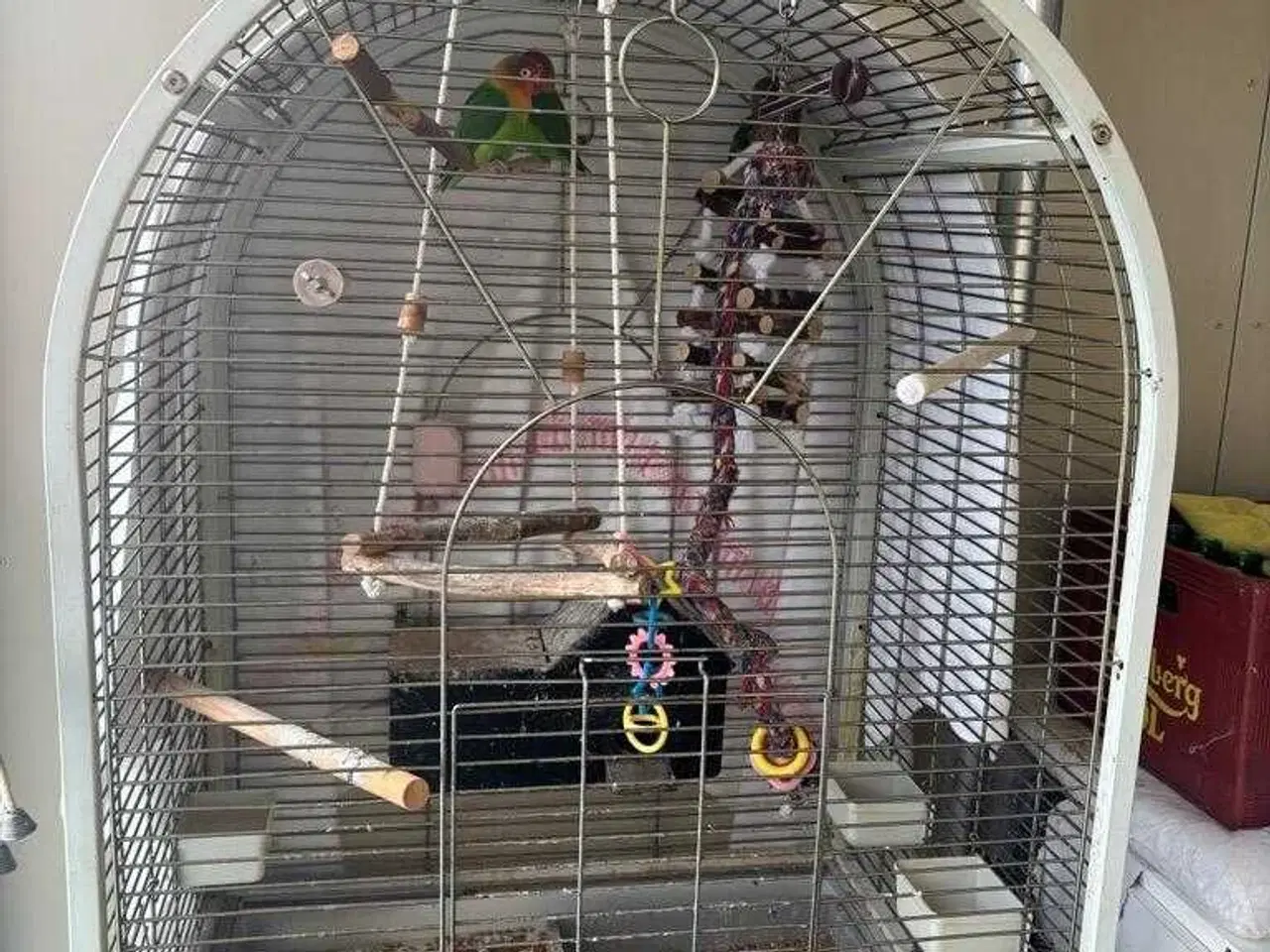 Billede 9 - Dværgpapegøje med bur