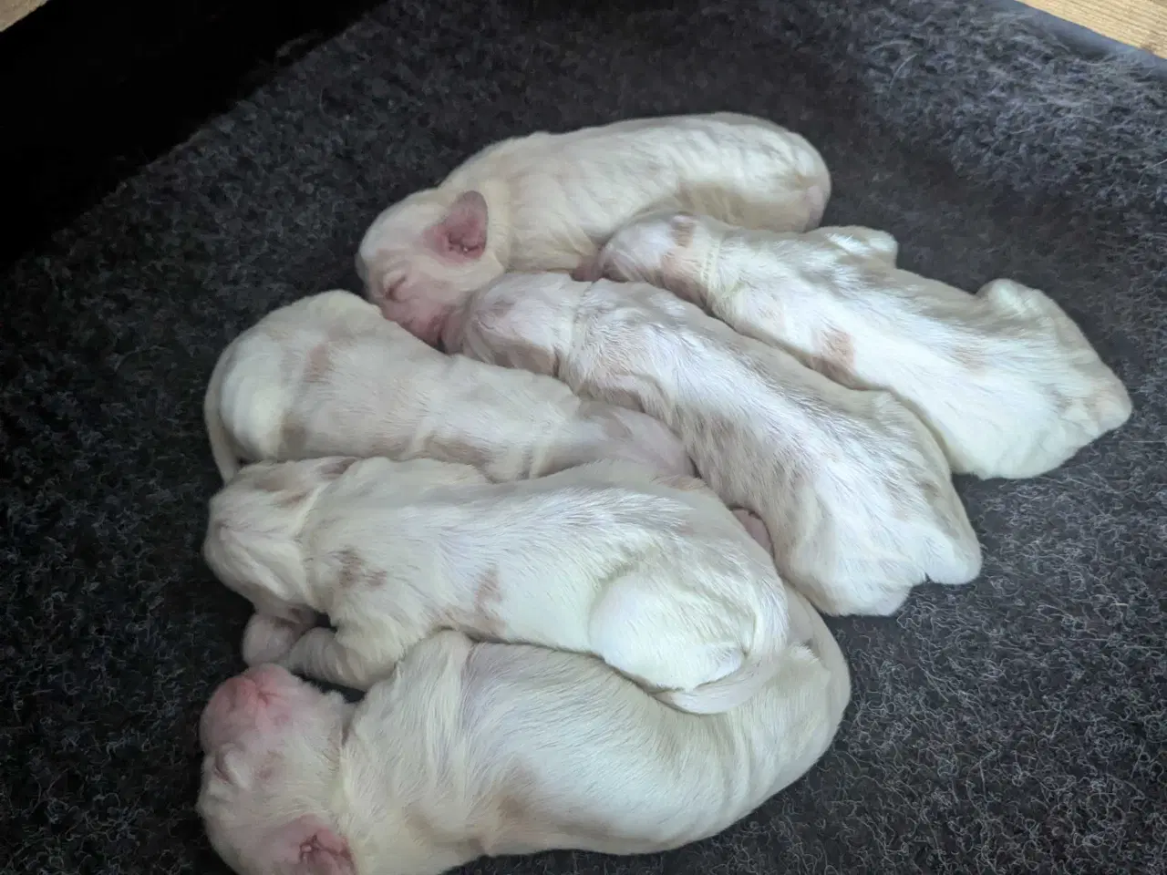 Billede 3 - Engelsk Cocker Spaniel hvalpe