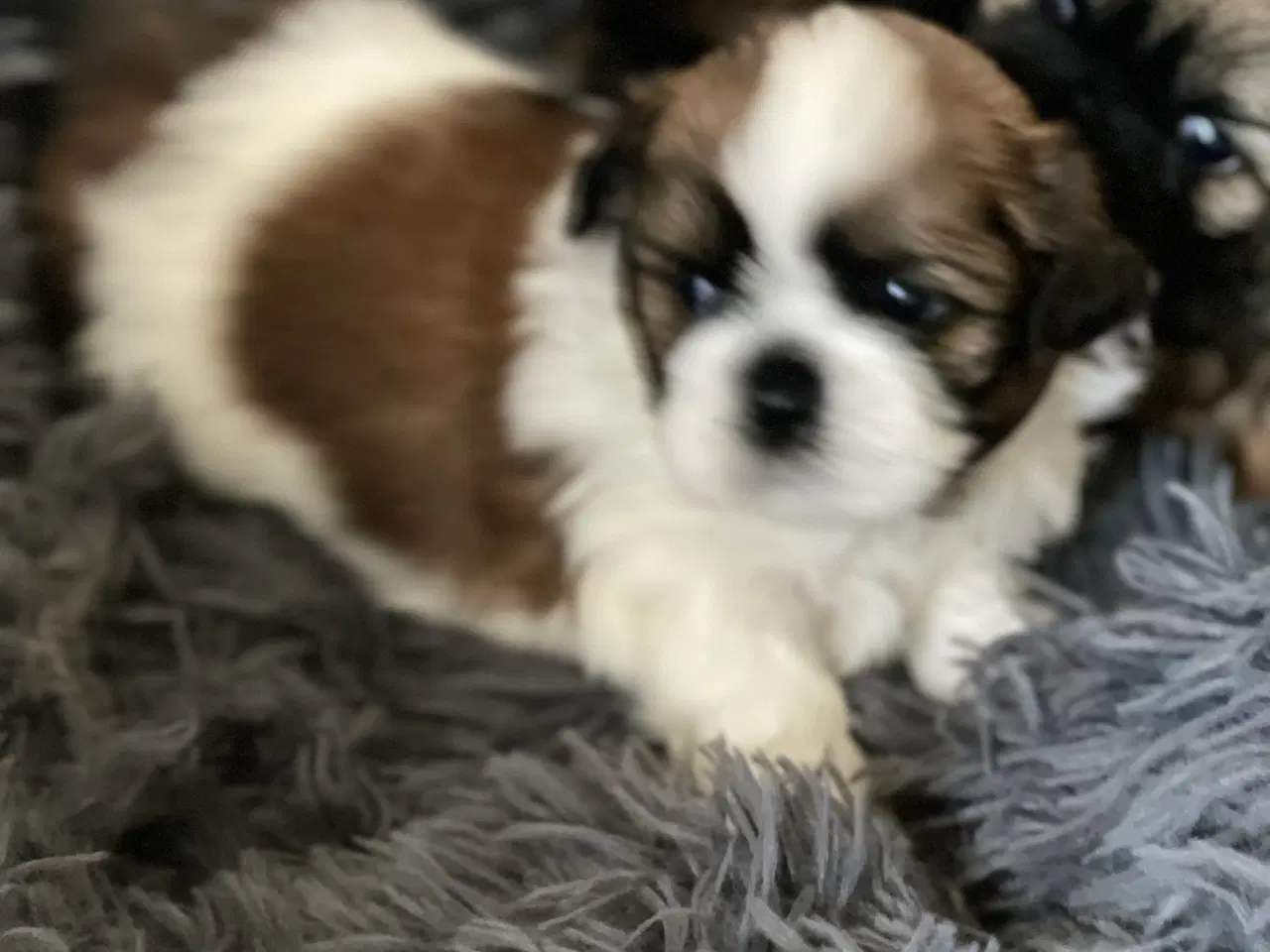 Billede 3 - Shih tzu hvalpe 