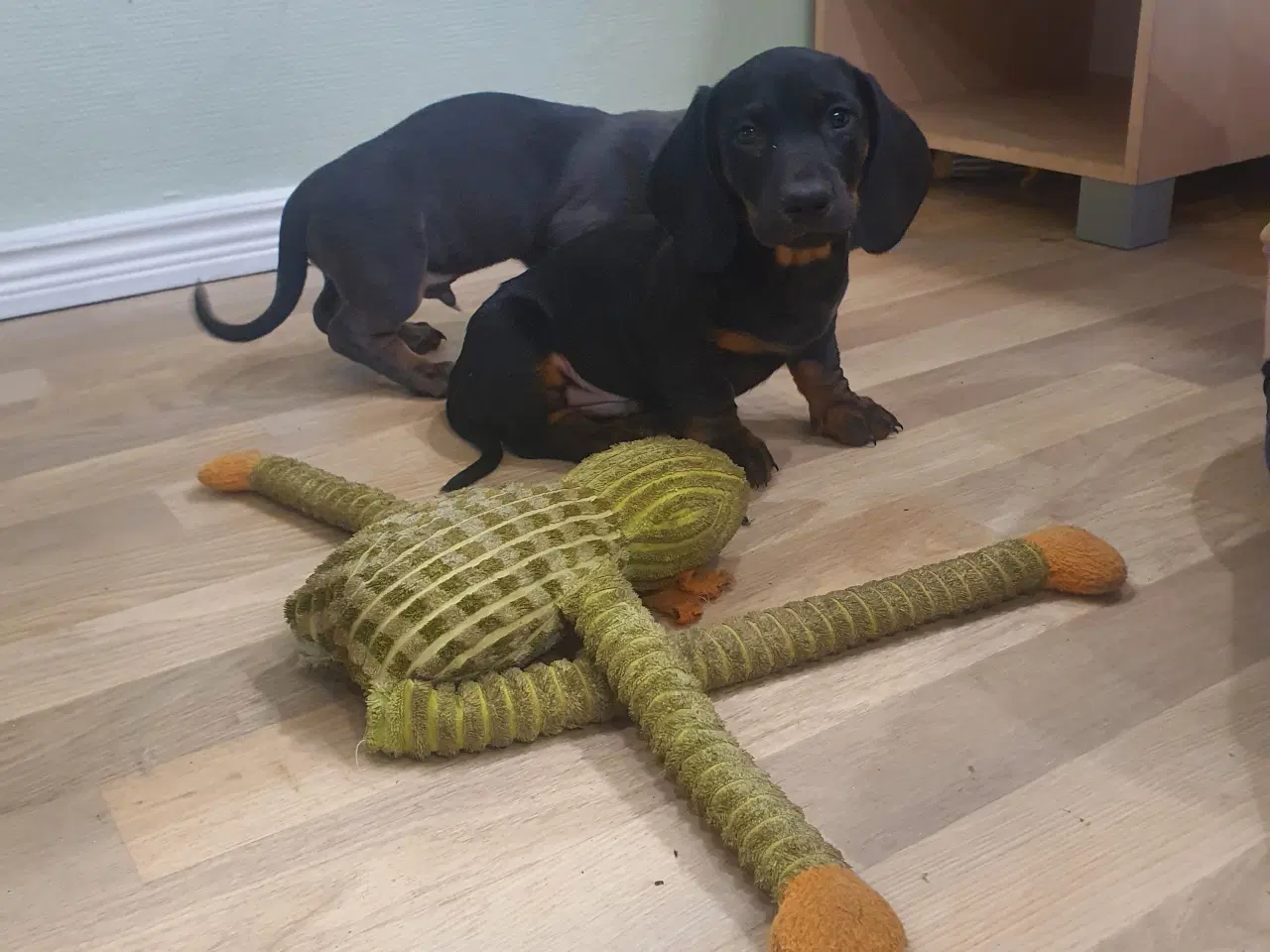 Billede 3 - Gravhunde hvalpe Korthåret