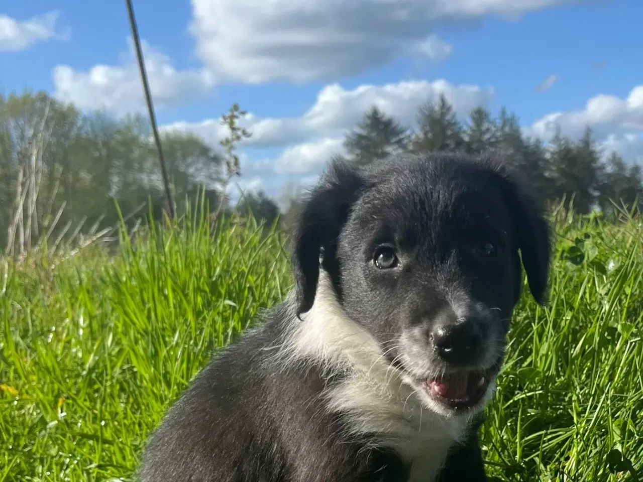 Billede 8 - Border Collie hvalpe