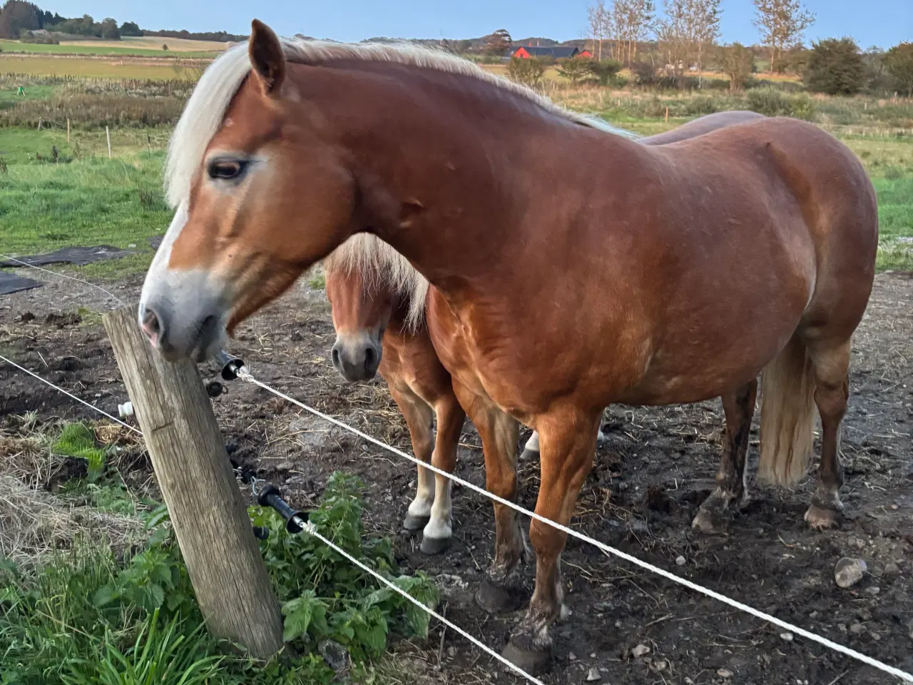 Billede 4 - Haflinger Hoppe 