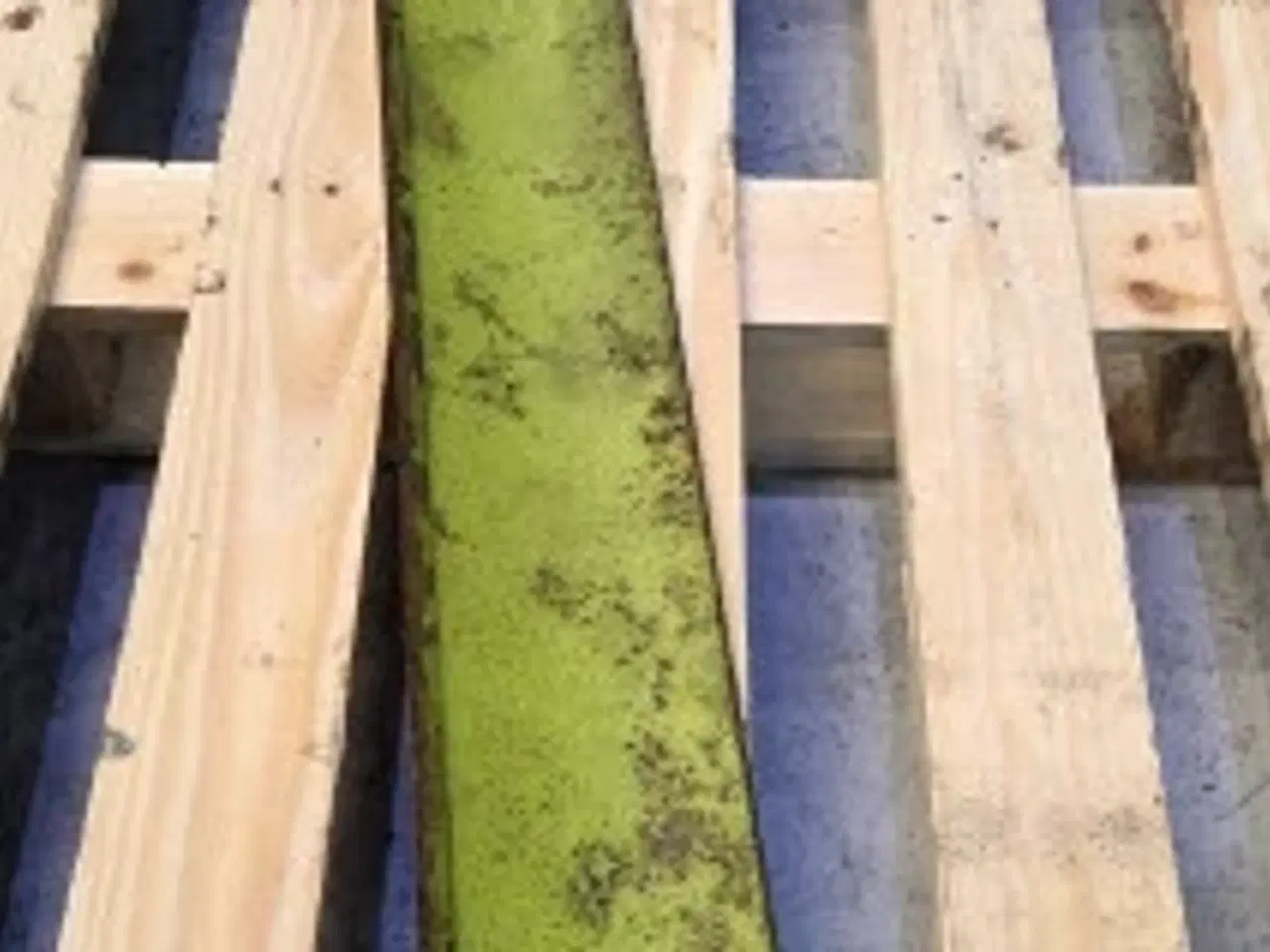 Billede 7 - Claas Jaguar 850 Kniv Plade 9843395