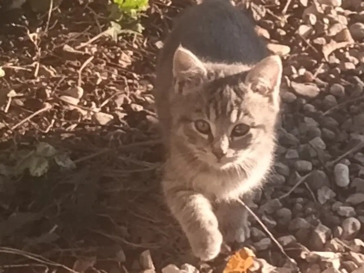 Billede 2 - Dejlige små hunkatte