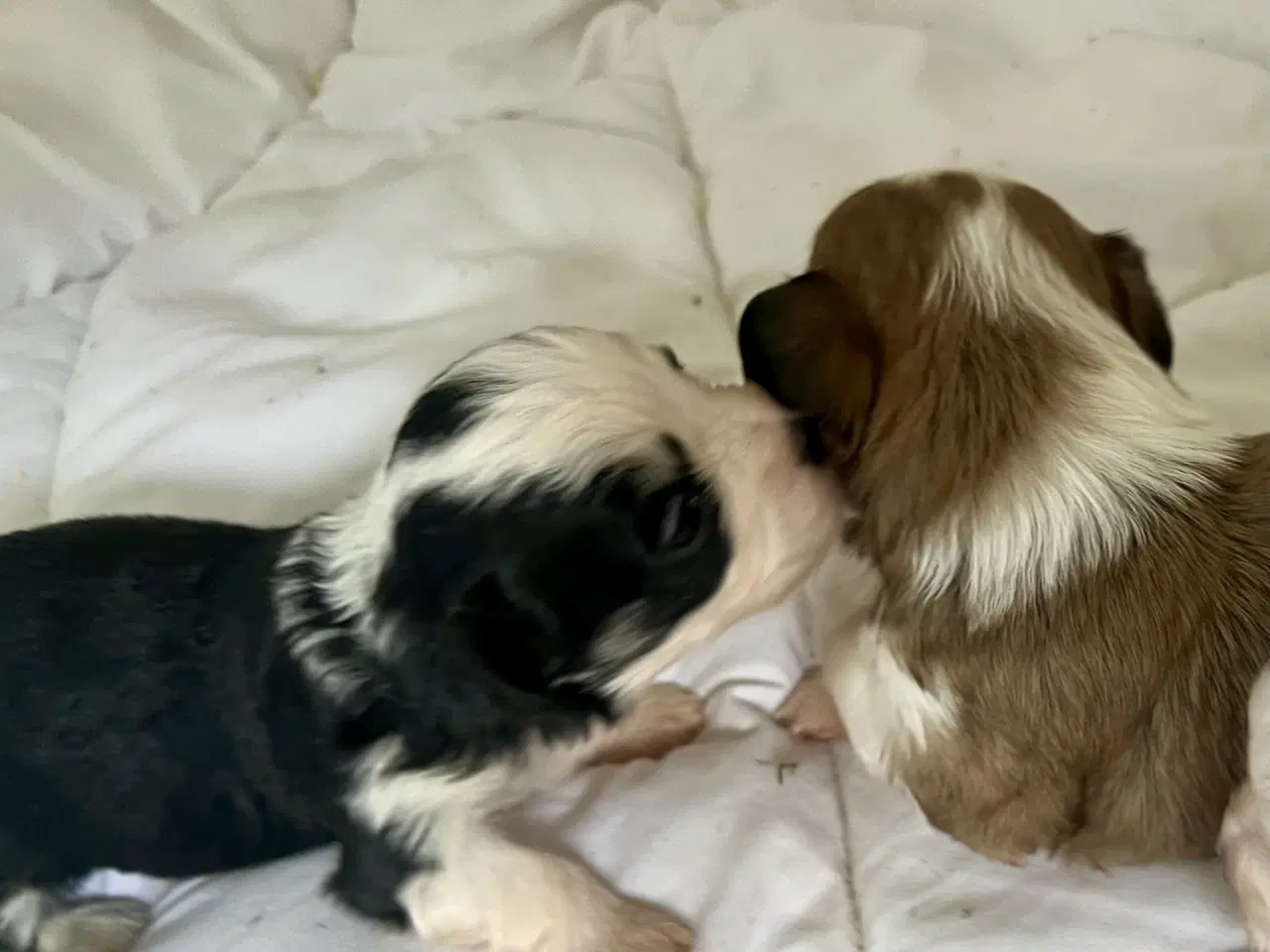 Billede 10 - Allergivenlig Shih Tzu / Bichon Havanais