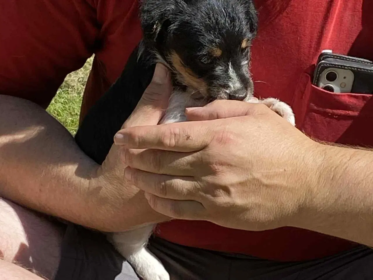 Billede 4 - Jack russel hvalpe 
