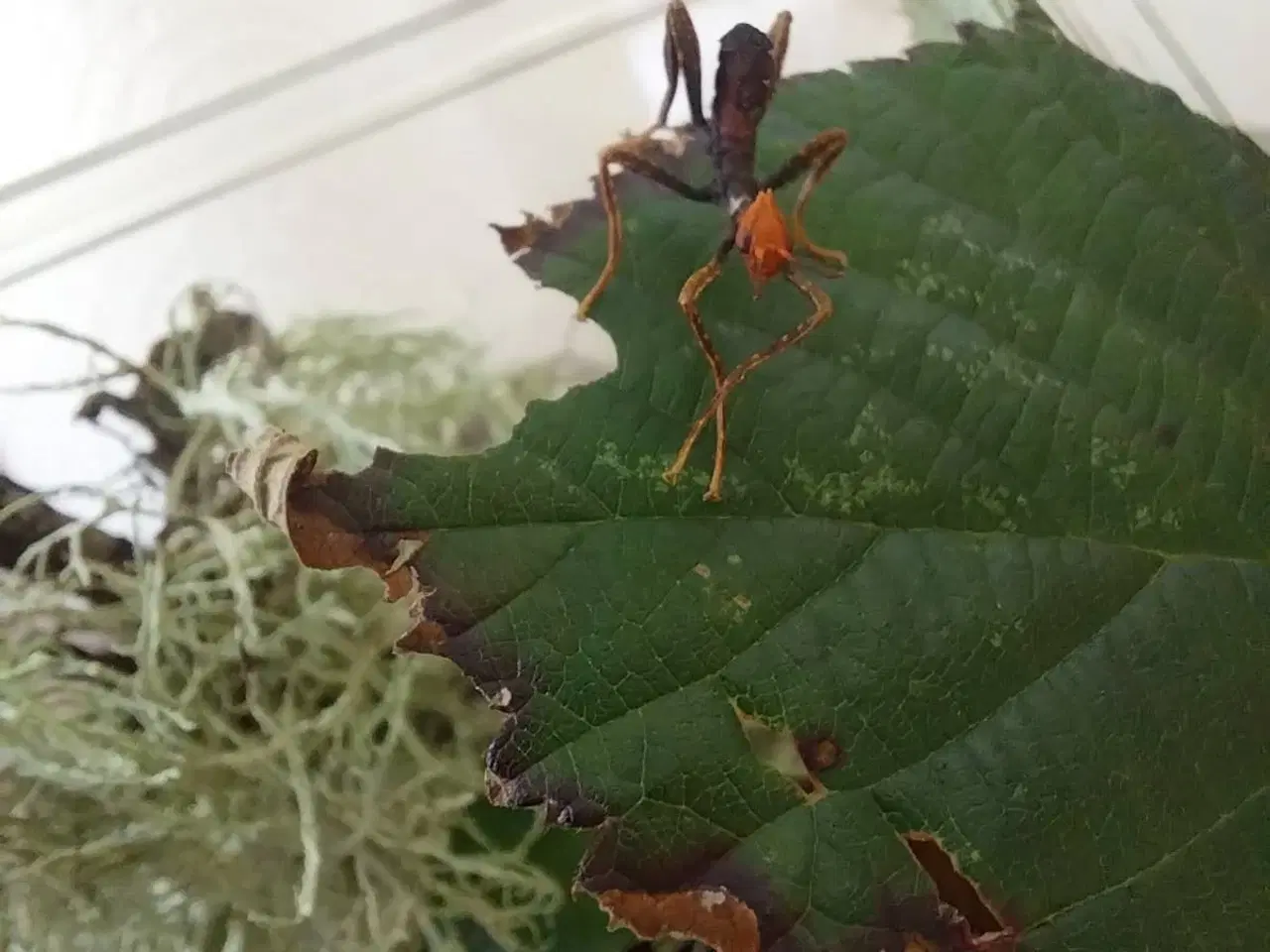 Billede 3 - Extatosoma tiaratum Rosengren