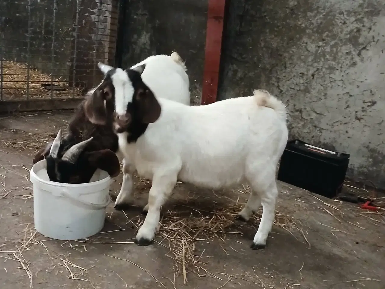 Billede 4 - Boerbukke sælges