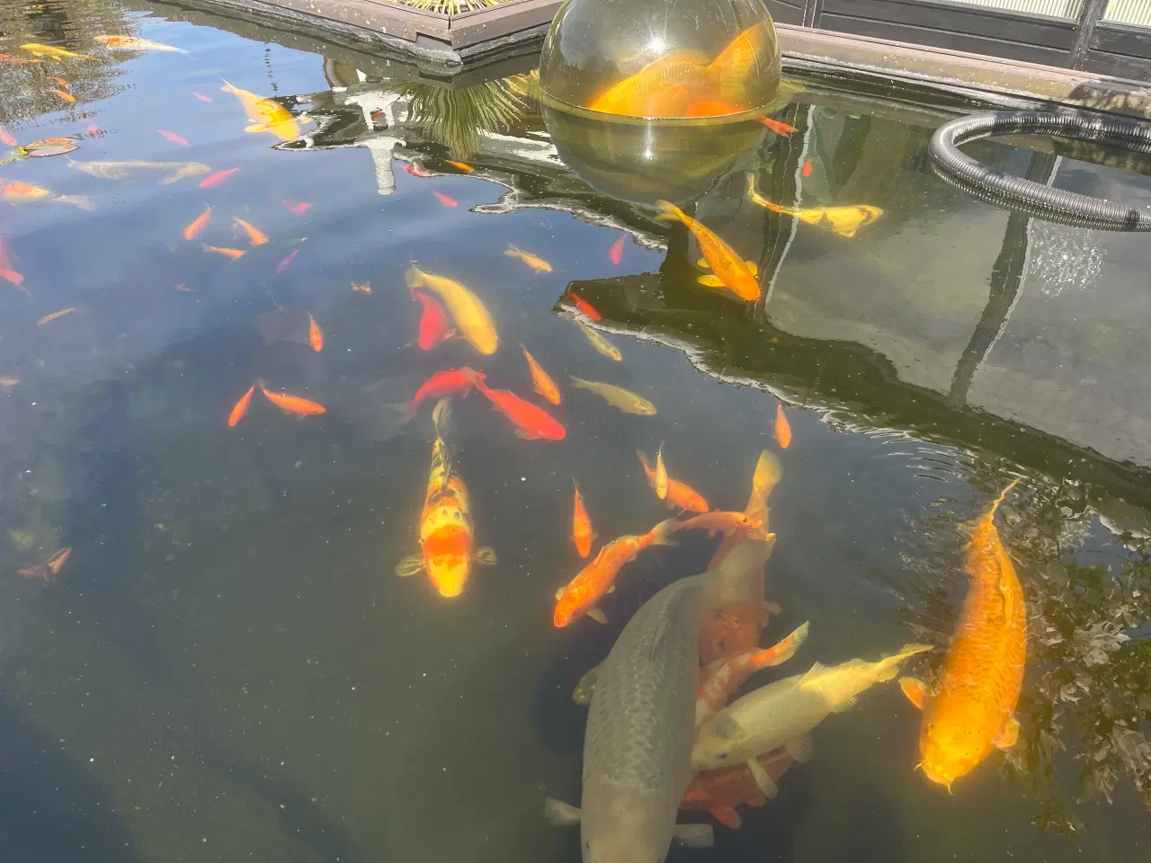 Billede 4 - Japanske koi karper 