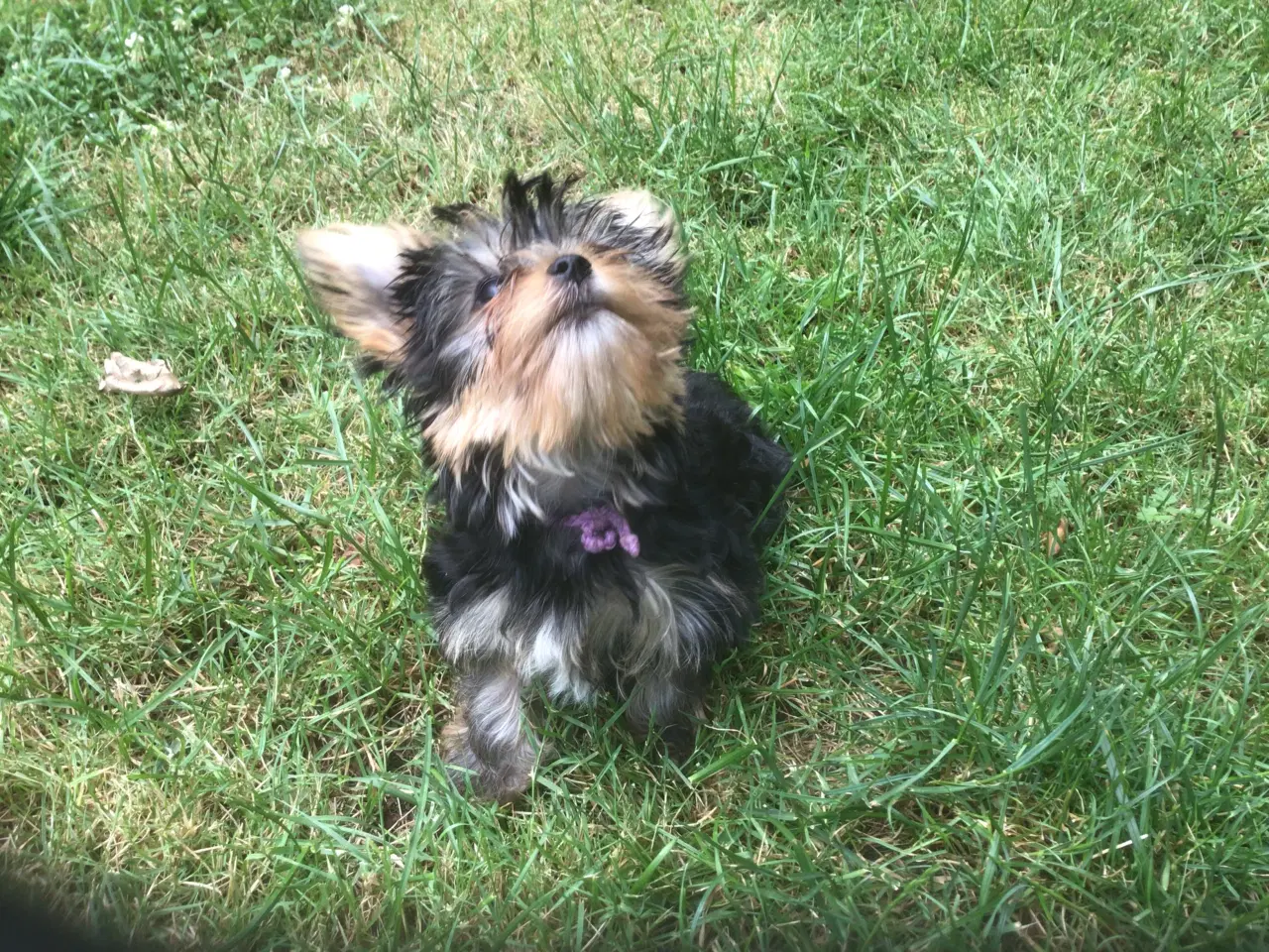 Billede 3 - Yorkshire terrier dreng til salg