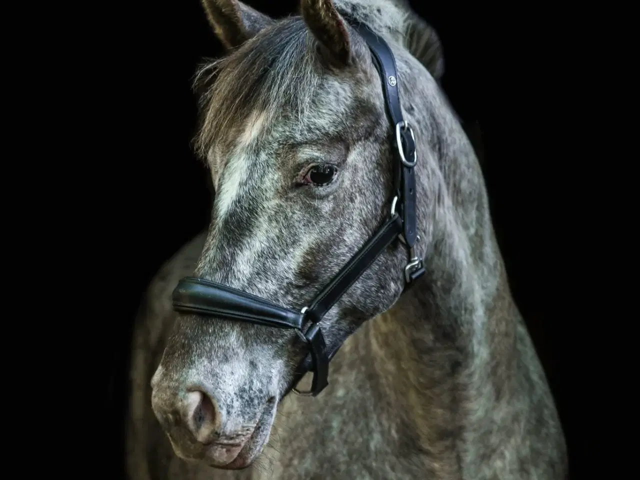 Billede 1 - F1 kåret knapstrupper kat 1 pony hoppe