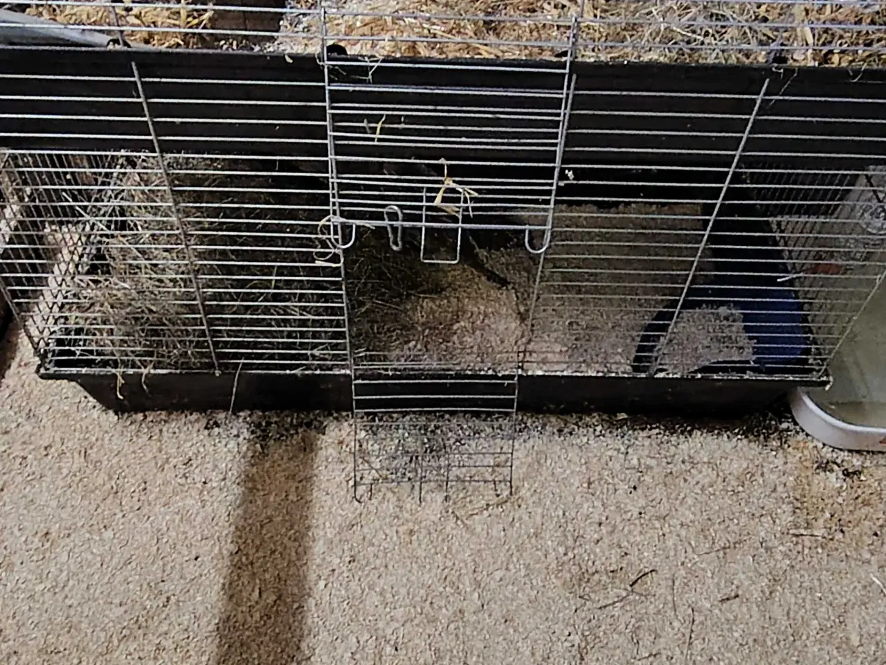 Billede 4 - GRATIS indlevering af Kaniner 🐰