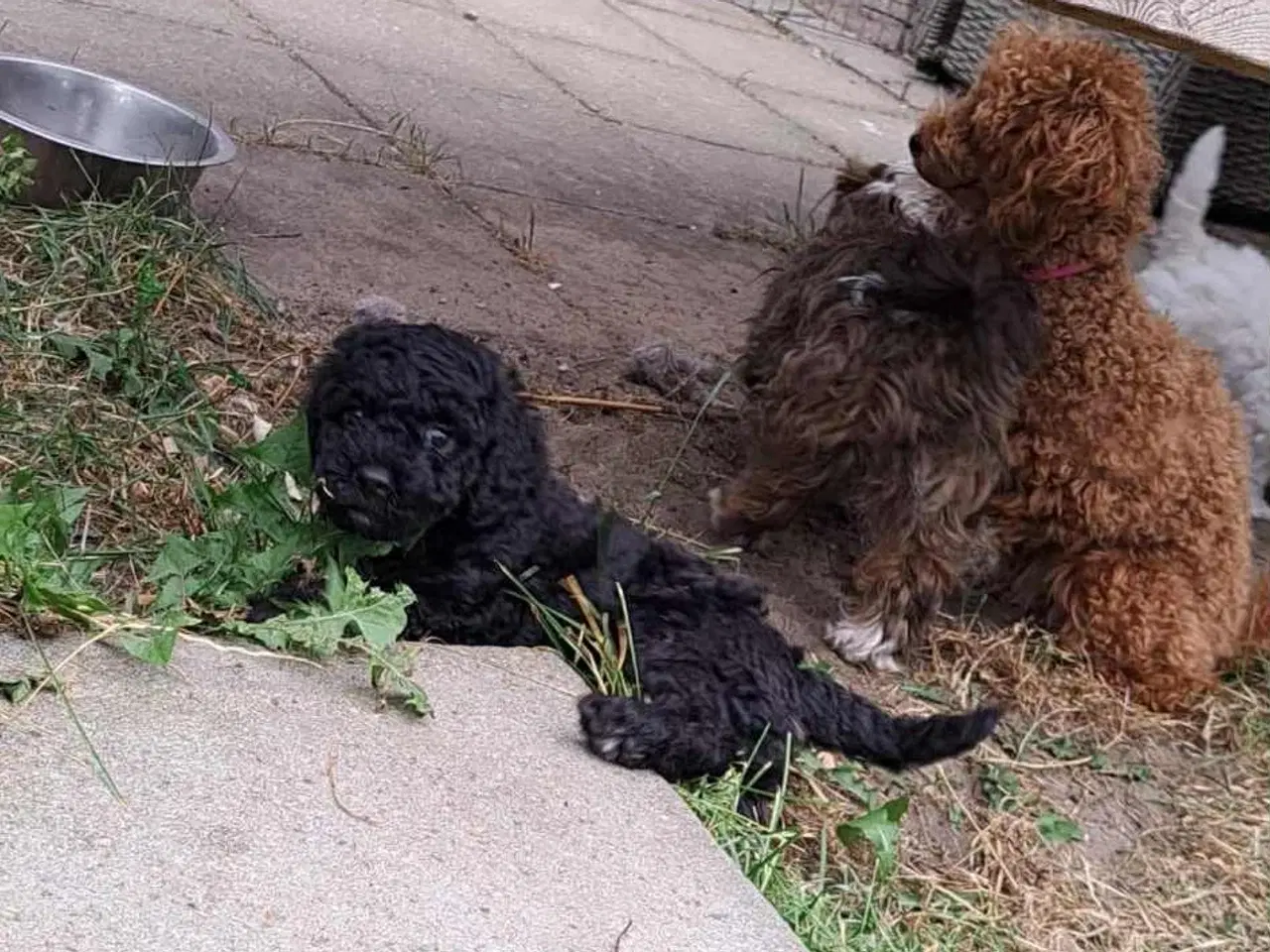 Billede 10 - Labradoodle hvalpe