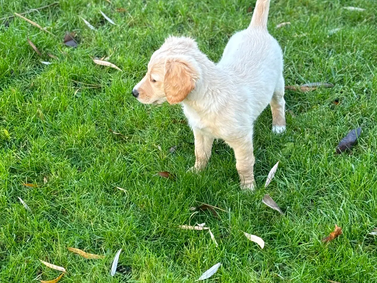 Billede 8 - Lys Labrador hvalp (labradoodle)