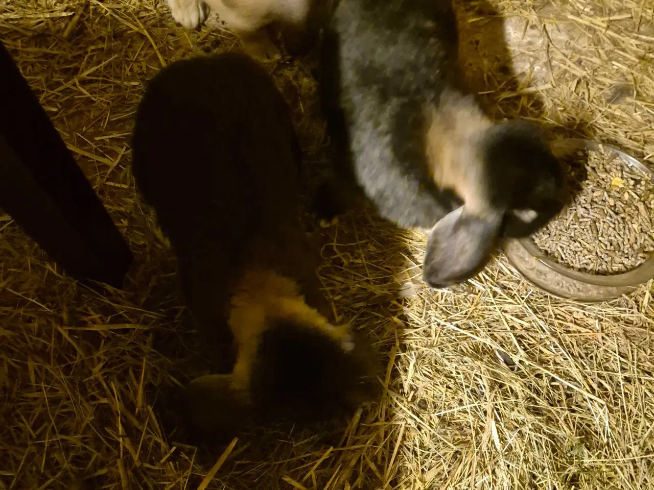 Billede 4 - Franske væddere