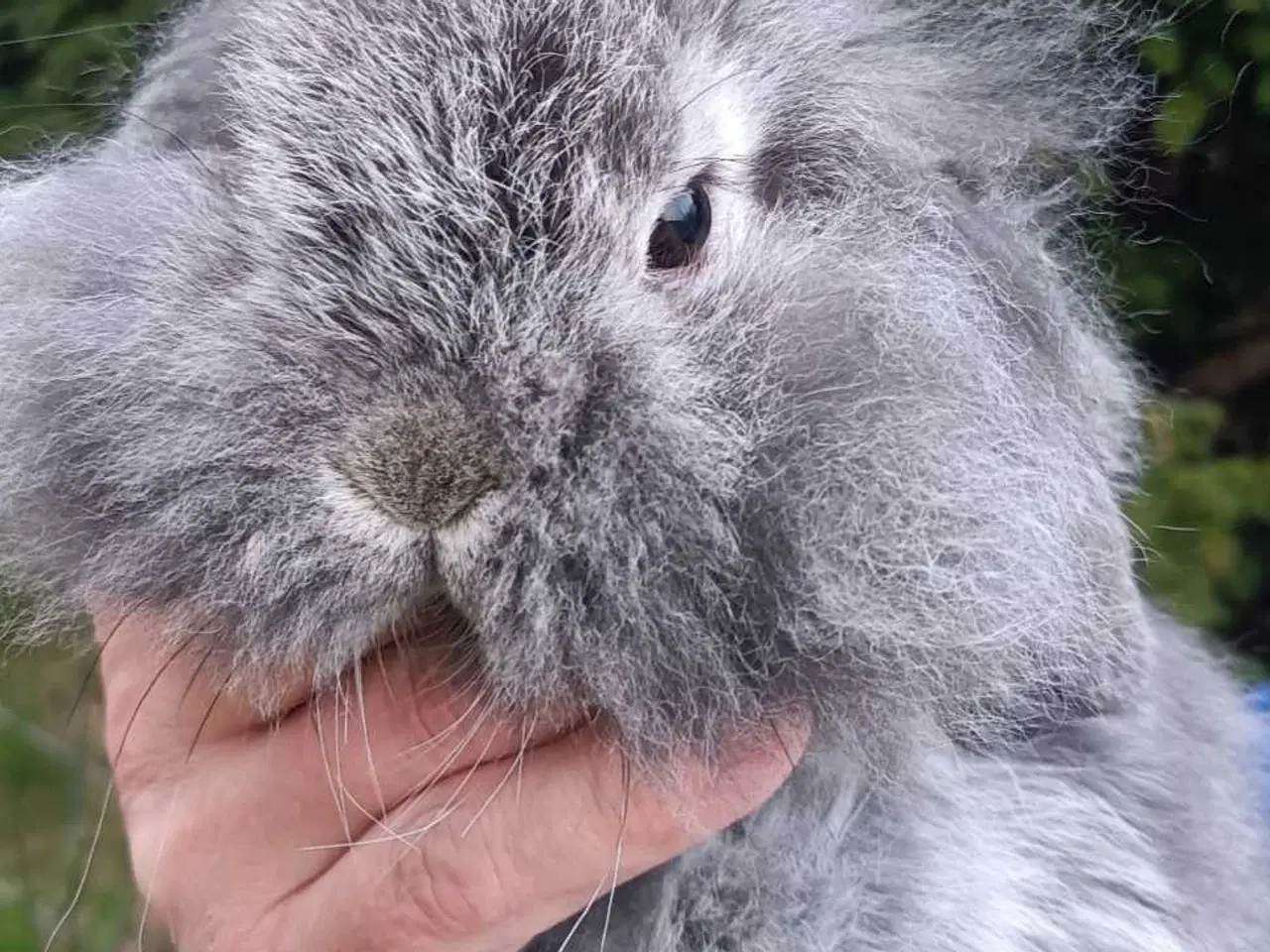 Billede 8 - Minilop/Dværg vædder unger.