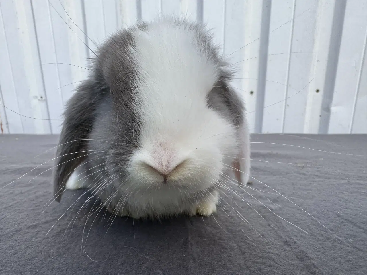 Billede 2 - Dværgvædder han kanin