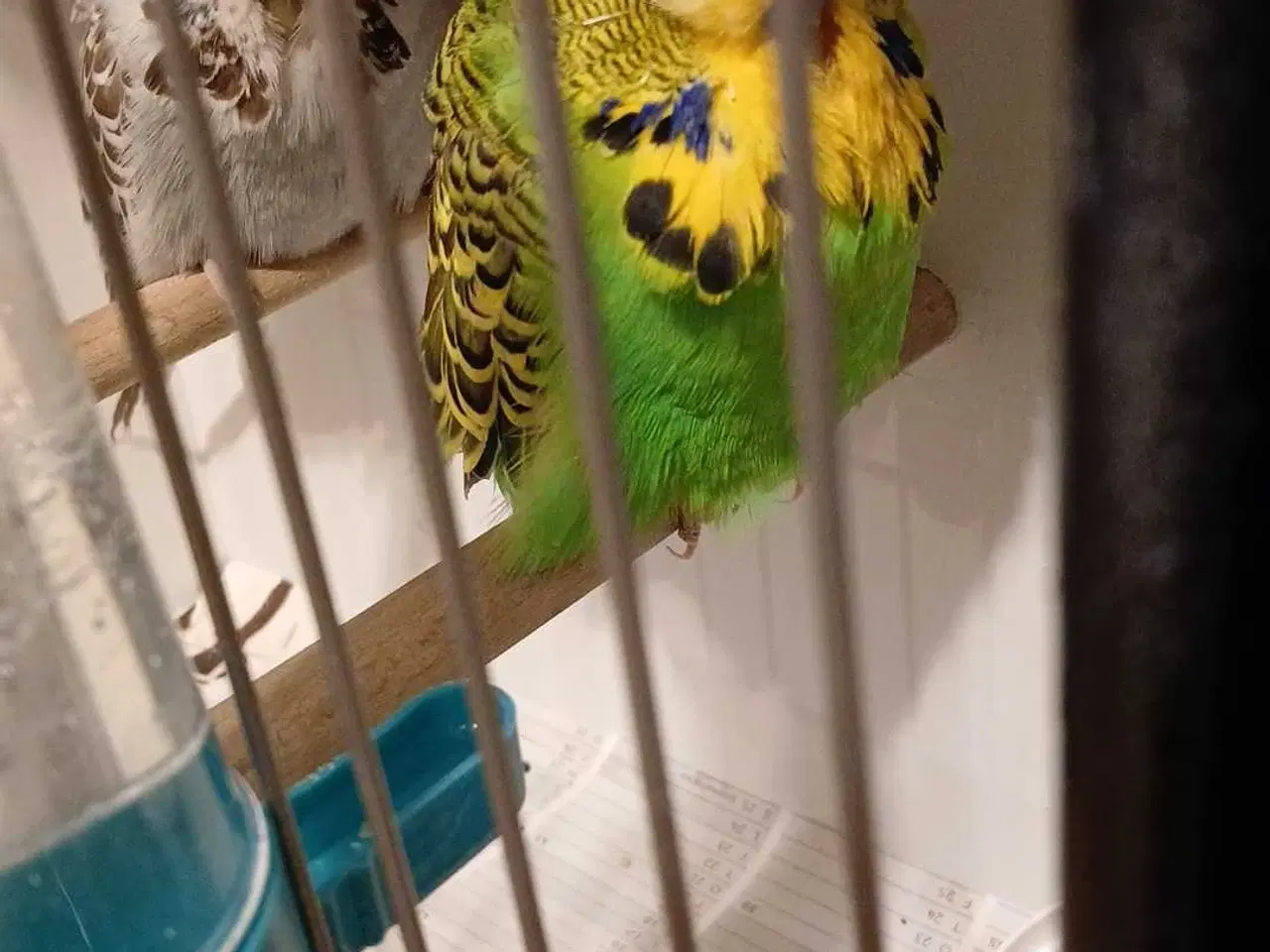 Billede 2 - 1 par Engelske undulater