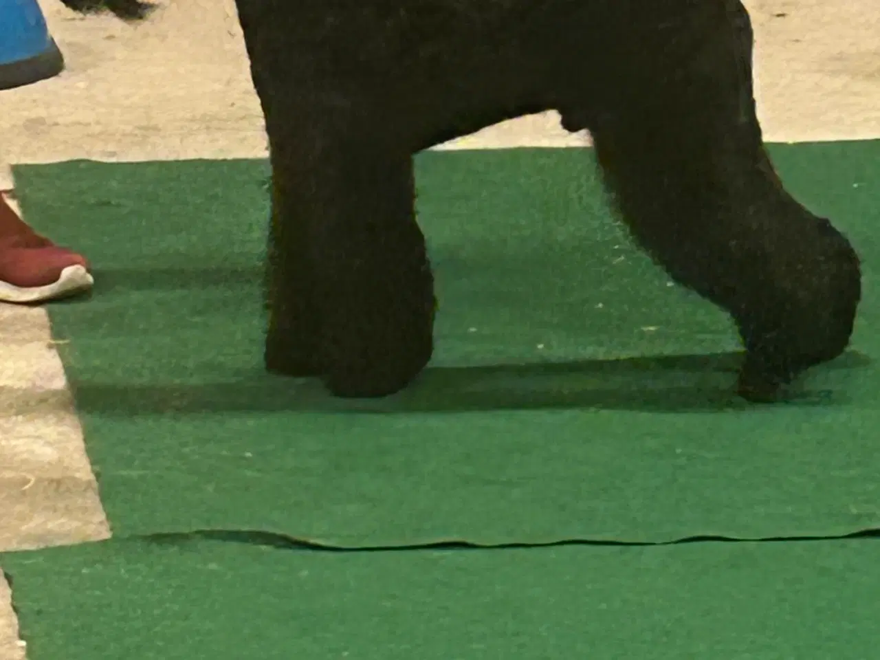 Billede 2 - Kerry Blue Terrier 