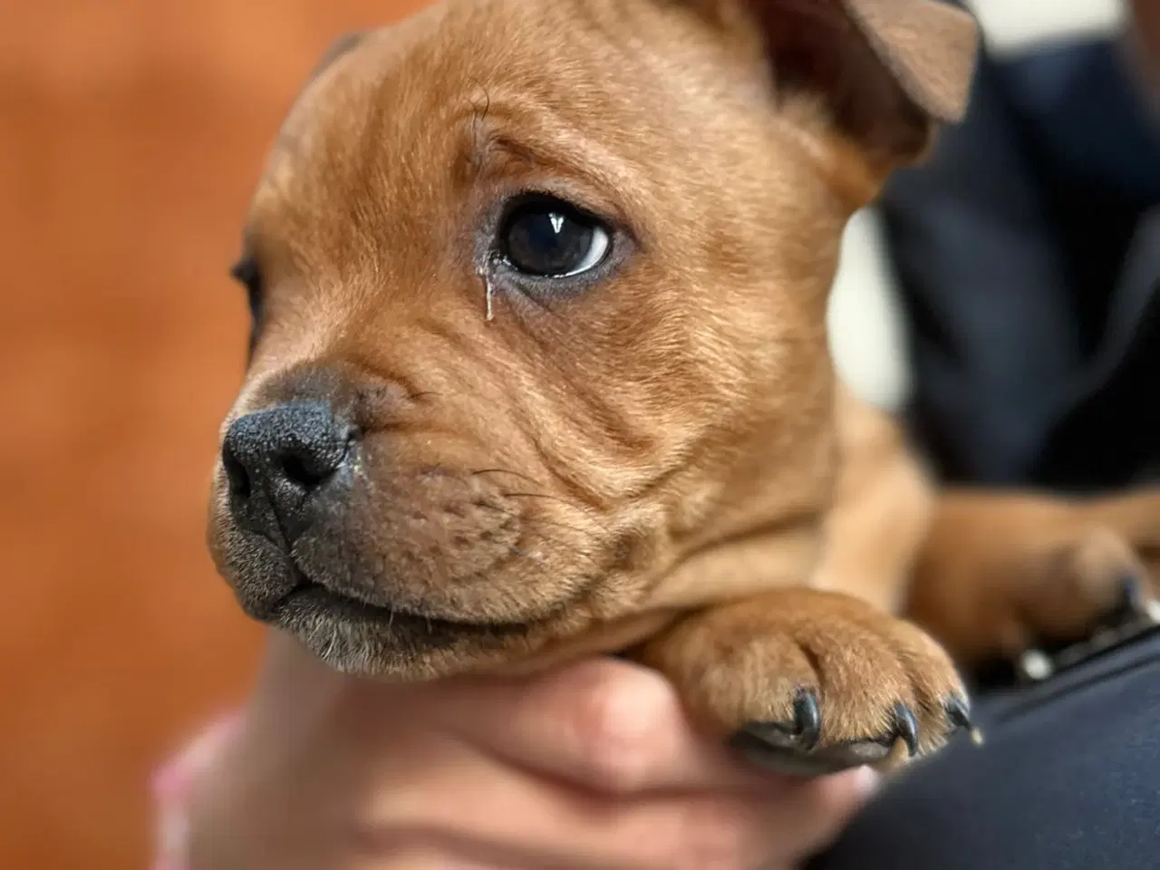 Billede 3 - Røde Staffordshire Bull terrier hvalpe 