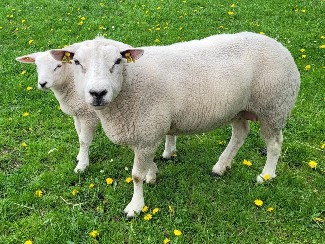 Billede 2 - Texel får med 1 lam