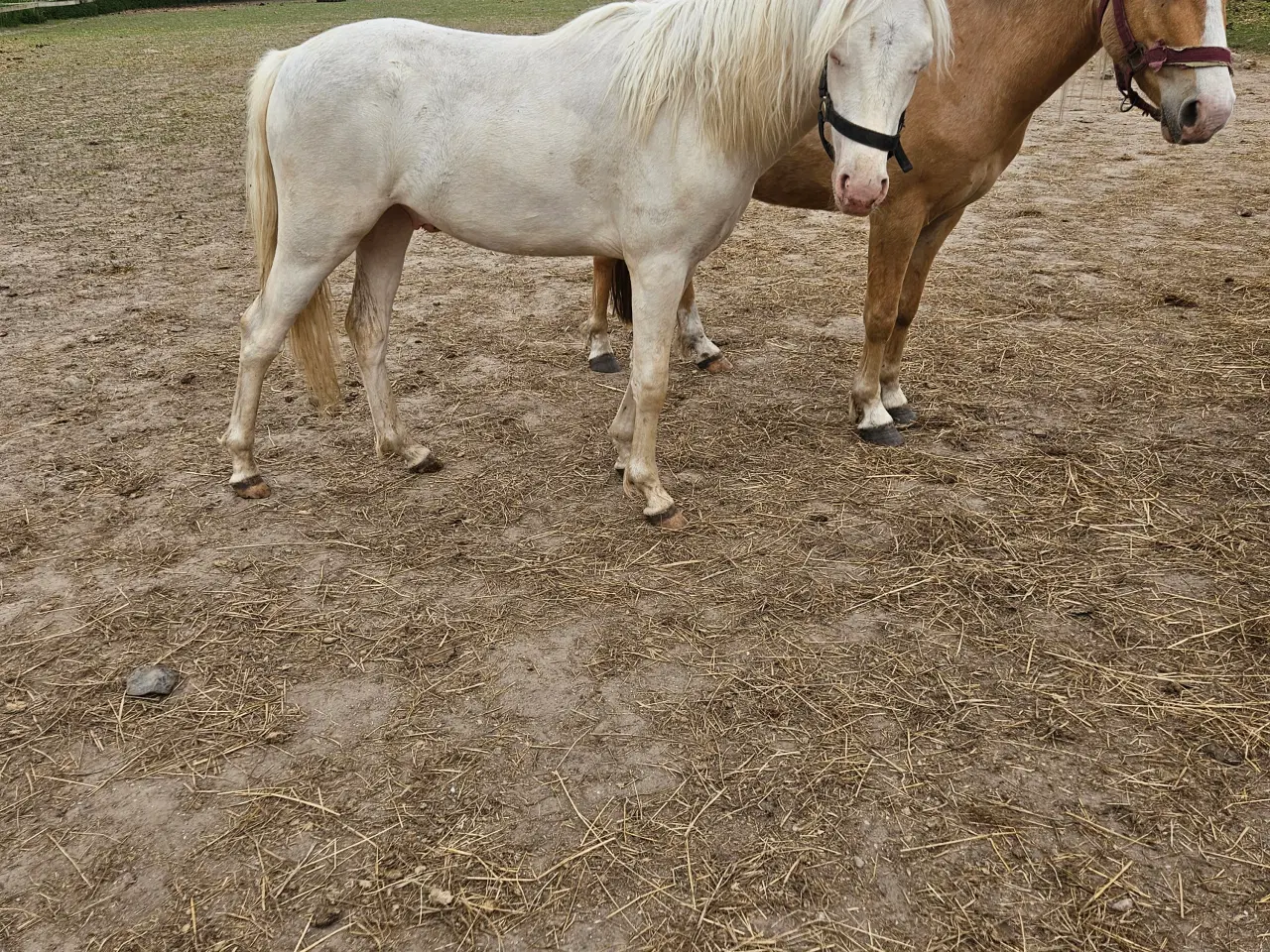 Billede 2 - Cremello hingst 1 år