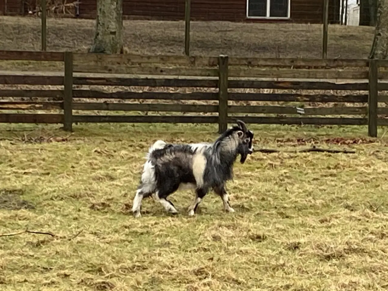 Billede 2 - Dværg gedebuk sælges