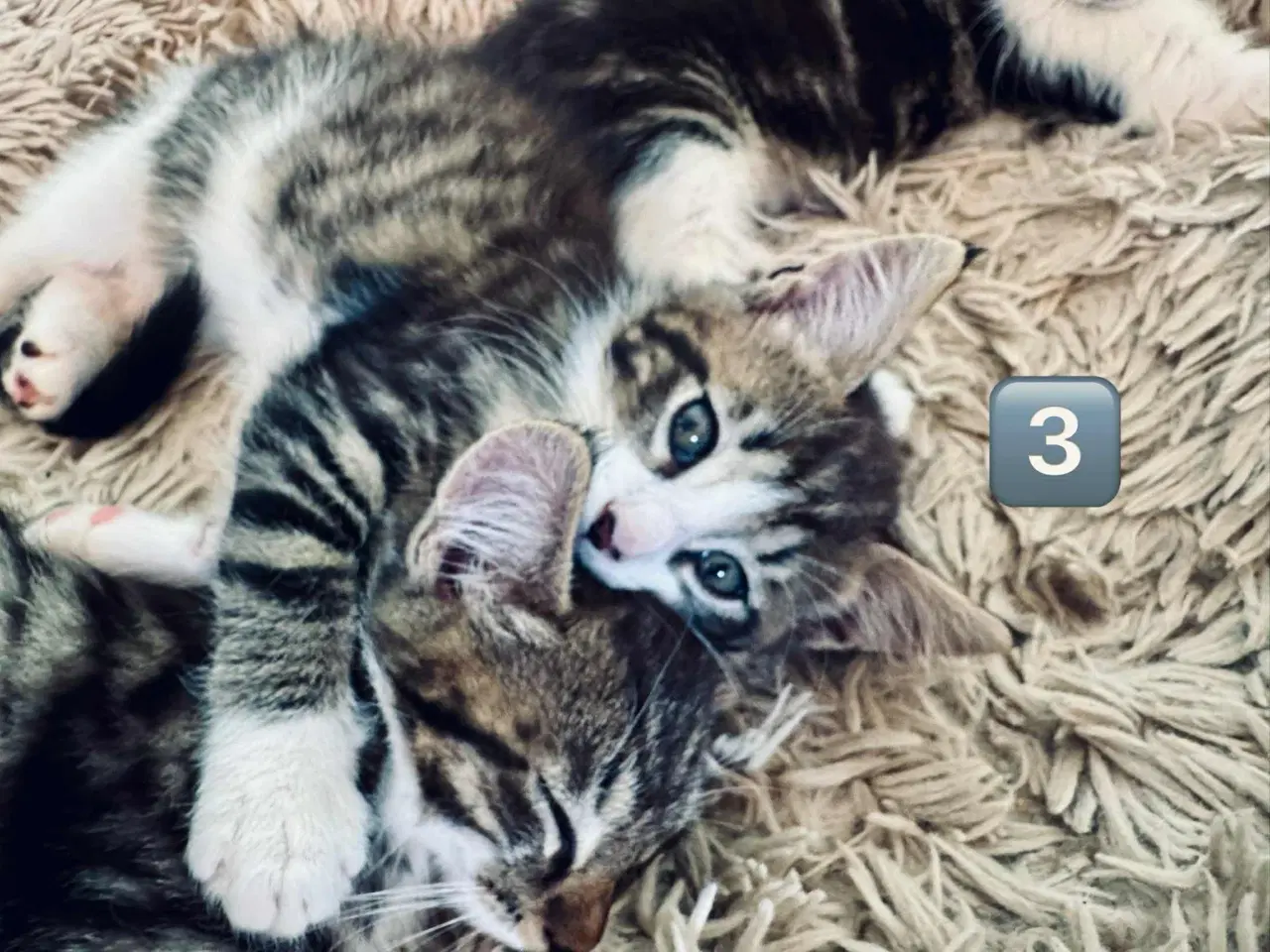 Billede 2 - Maine coon 