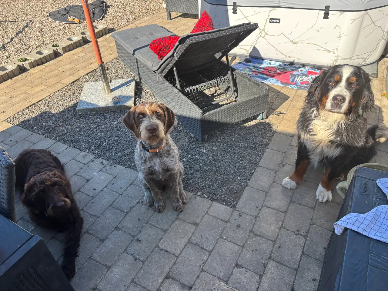 Billede 2 - Ruhåret hønsehund 