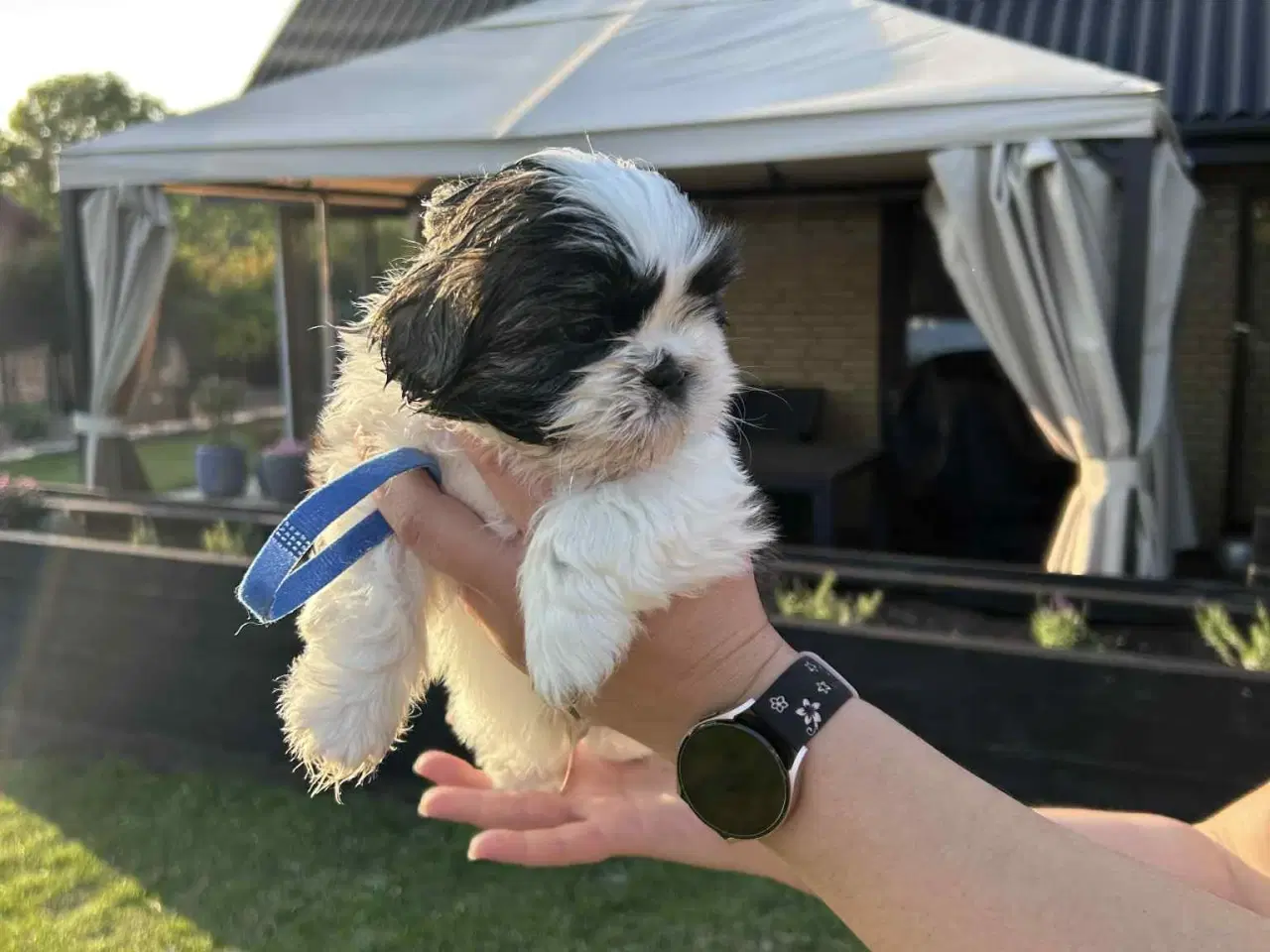 Billede 2 - Shih tzu hvalpe 