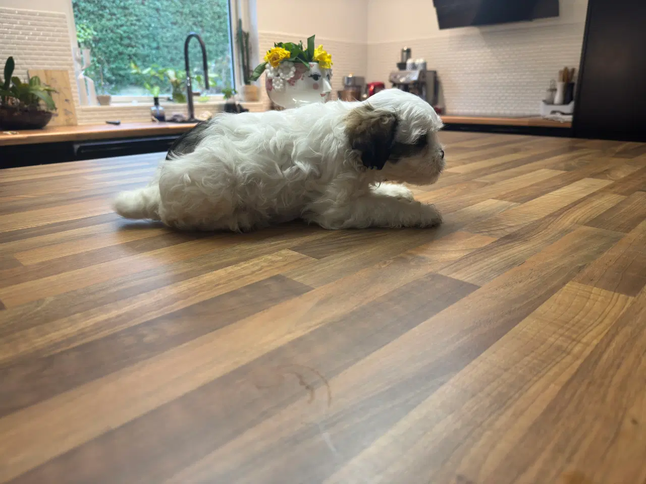 Billede 12 - Poshun hvalpe