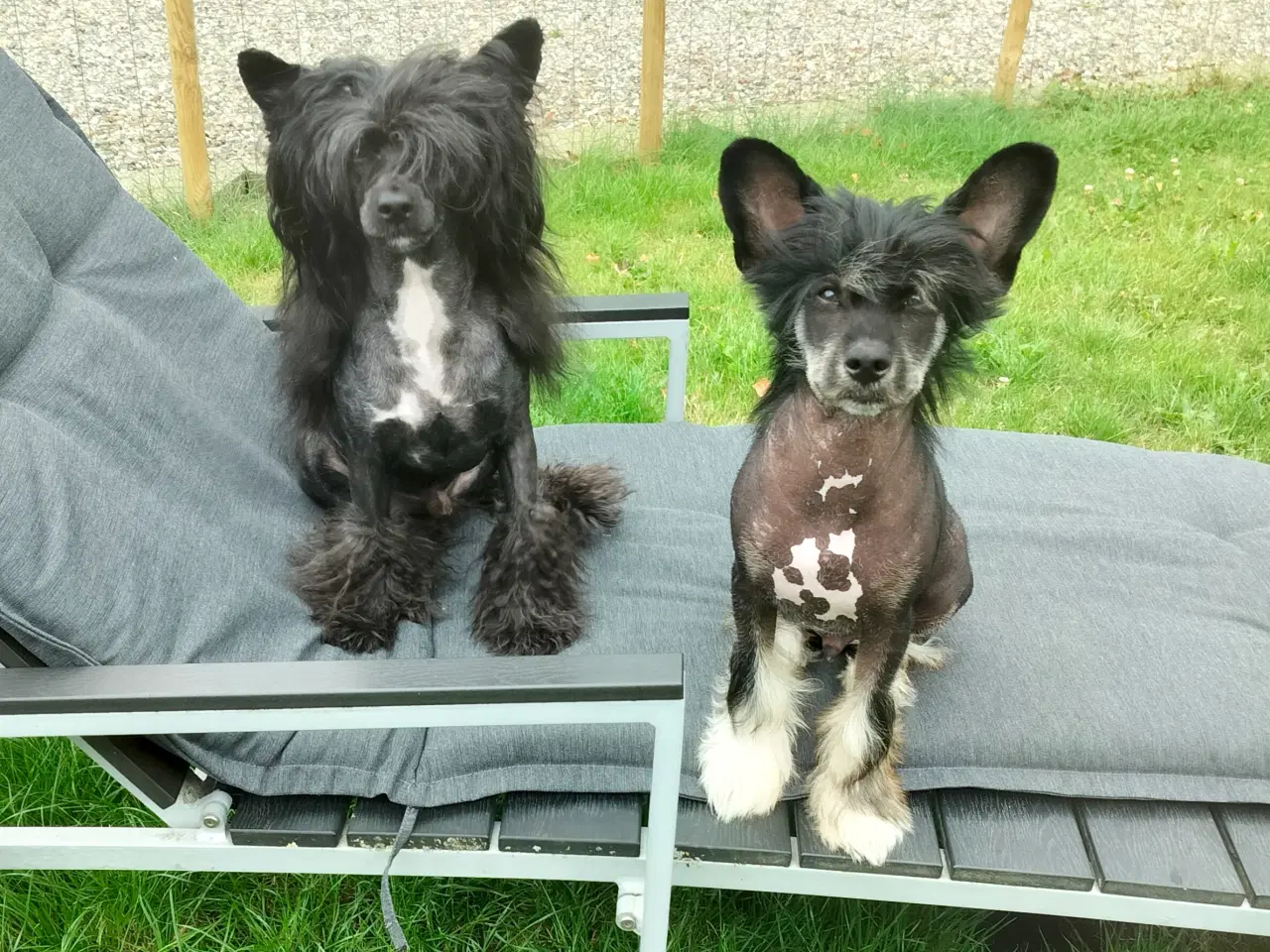 Billede 6 - Chinese crested hanhund med dkk stamtavle 