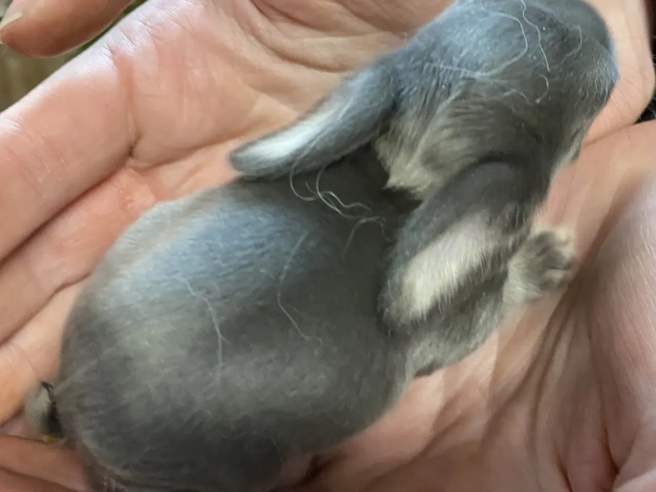 Billede 4 - FRANSK VÆDDER HAN VILDTBLÅ