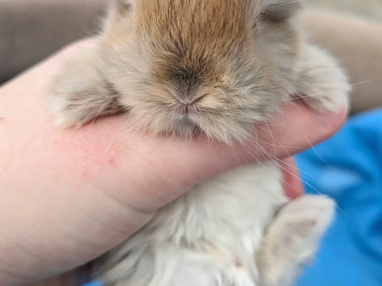 Billede 5 - Minilop kaninunge sælges 