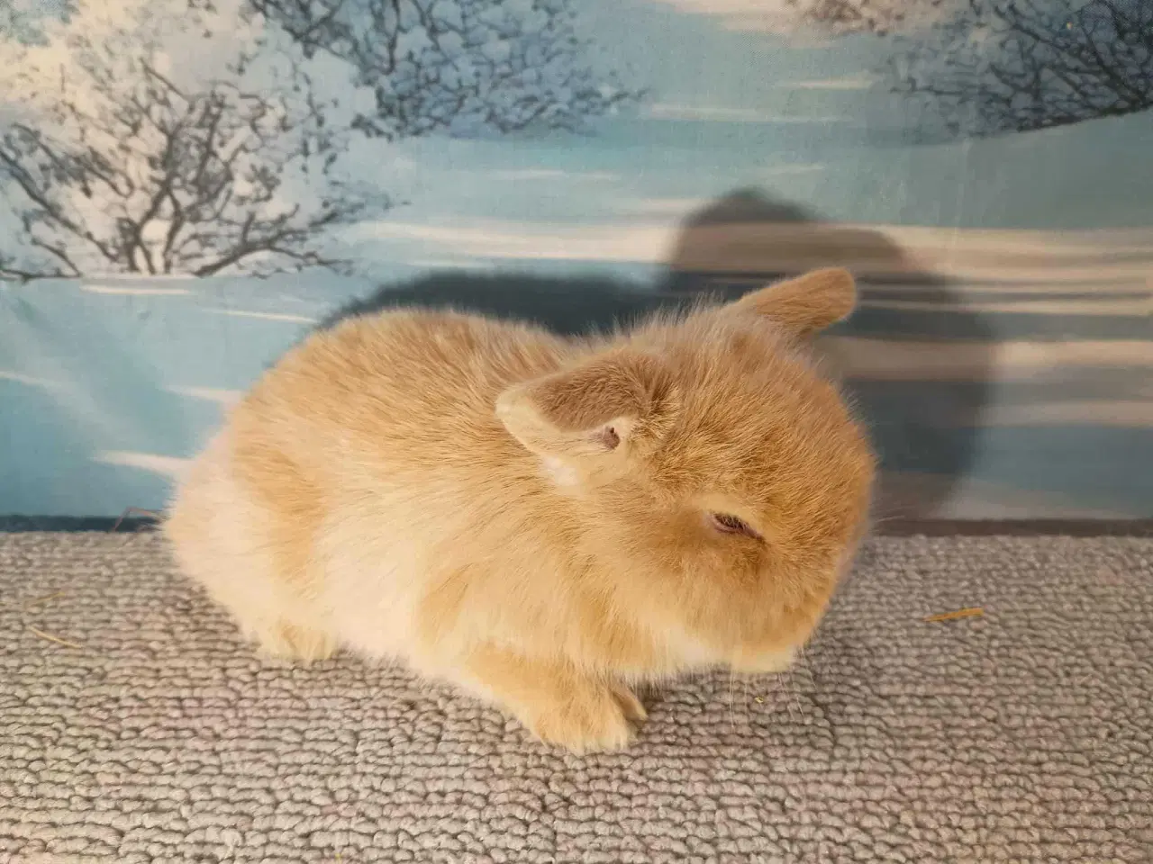 Billede 2 - Minilop dreng, dværg kanin han ung