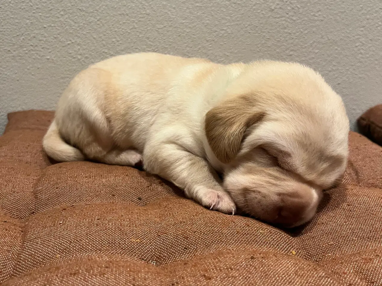 Billede 3 - Lækker lys han basse søger ny familie