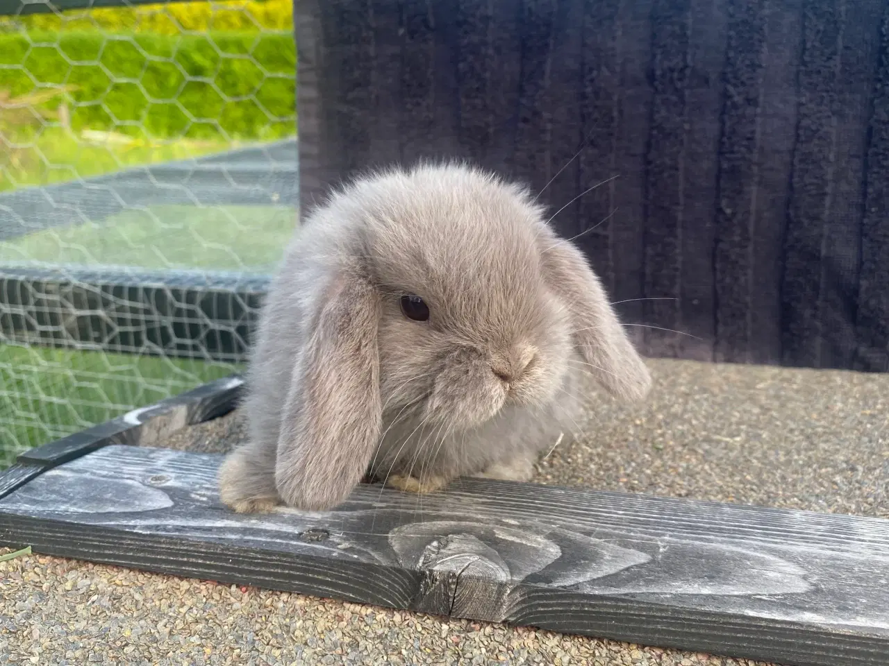 Billede 2 - Mini lop, kaninunge, pige 