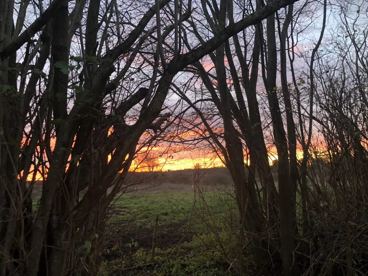 Billede 1 - Heste idyl