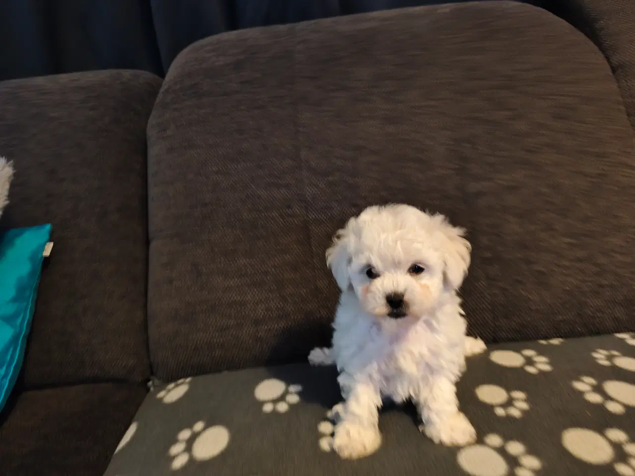 Billede 4 - Bichon Frise