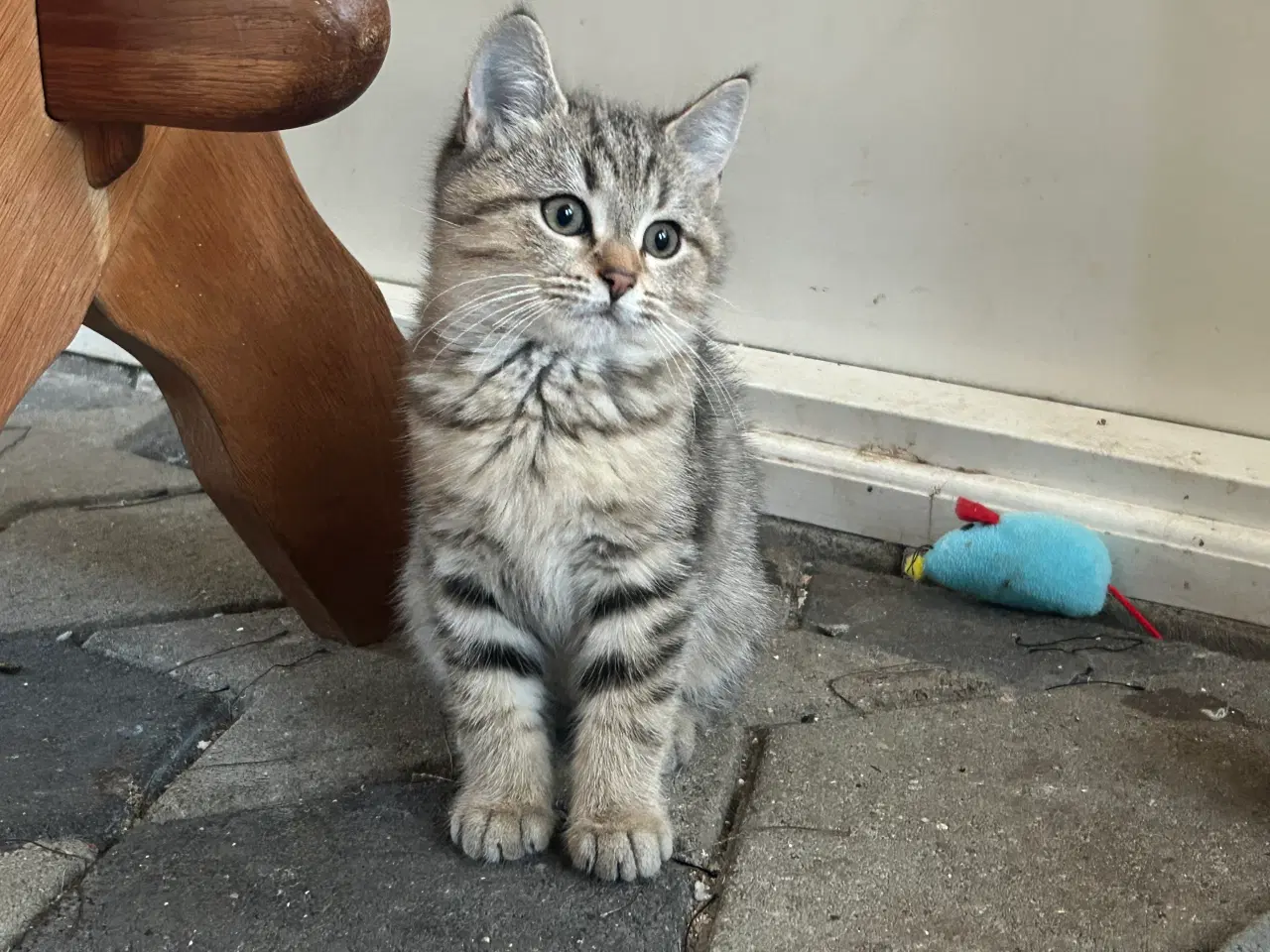 Billede 6 - British Shorthair killinger søger kærlige hjem