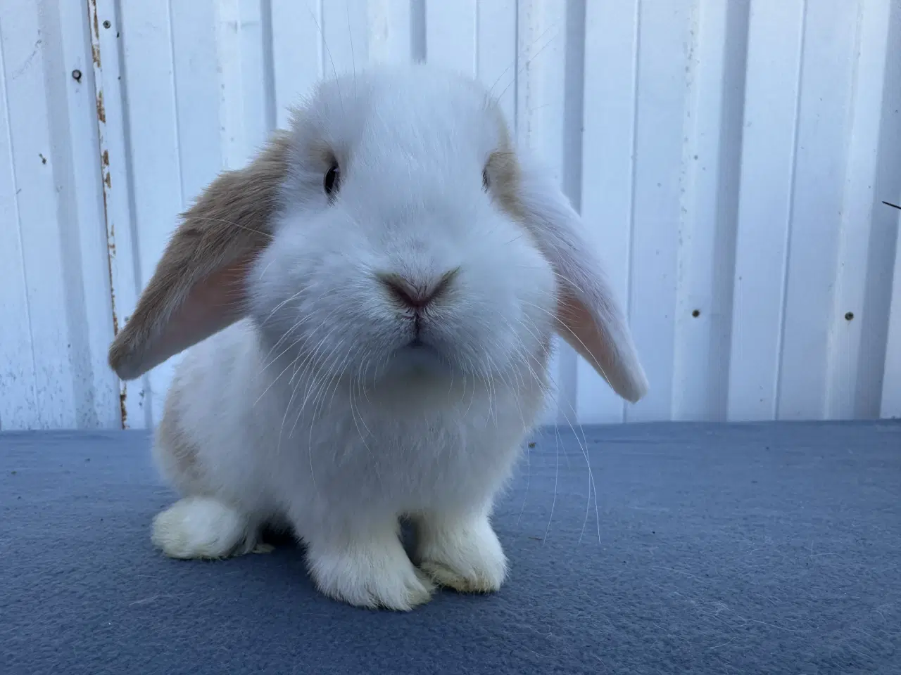 Billede 1 - 6 salgsklare Dværgvædder Hunkaniner 🐰