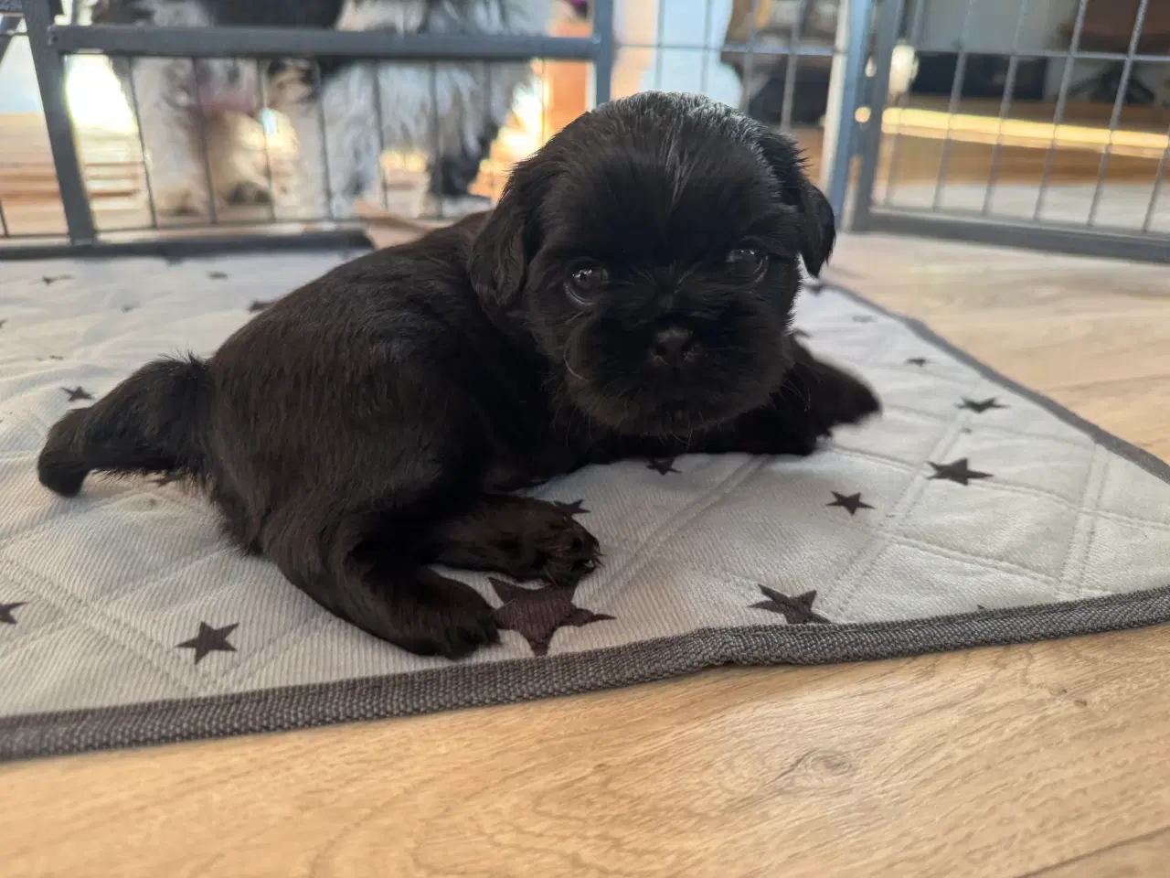 Billede 10 - Shih Tzu hvalpe 