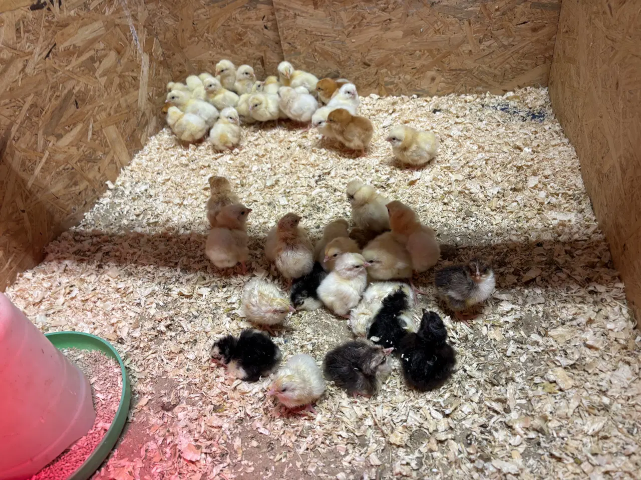 Billede 1 - Kyllinger forskellige racer