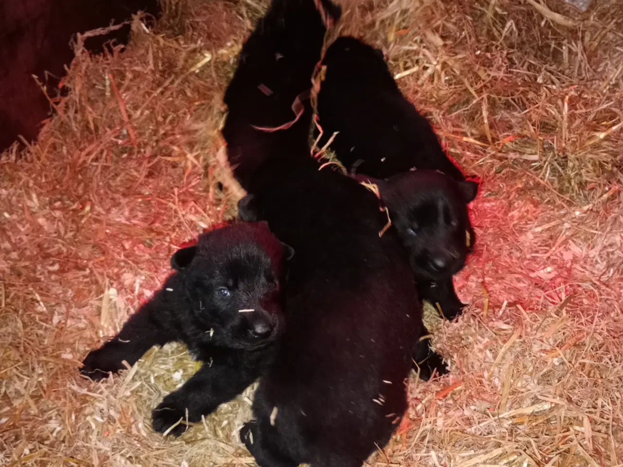 Billede 5 - Schæfer hvalpe sorte DKK