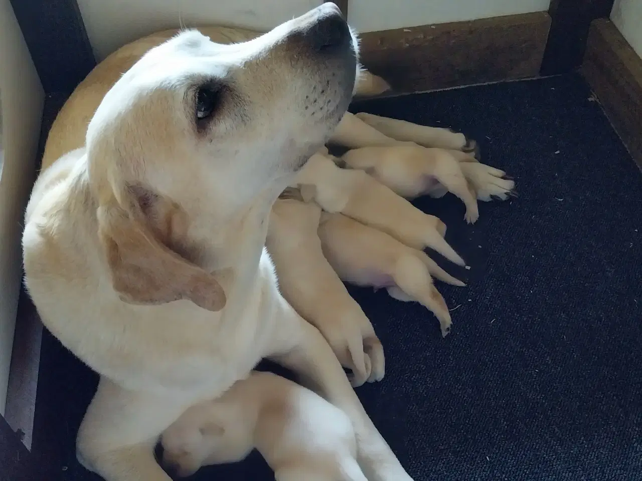 Billede 4 - Gule Labrador hvalpe.
